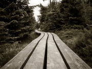 Holzweg durch den Wald