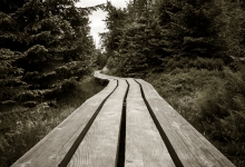 Holzweg durch den Wald