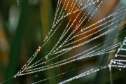 Spinnennetz mit Tautropfen 1