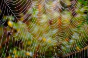 Spinnennetz mit Tautropfen 3